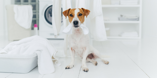Is your fabric wash pet-friendly?